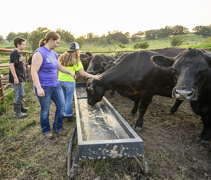 First-year student and Bucky’s Pell Pathway scholar Emma Mason feeding cows with her siblings at their farm