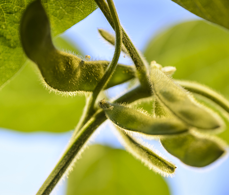 Close up of a growing soybean plant